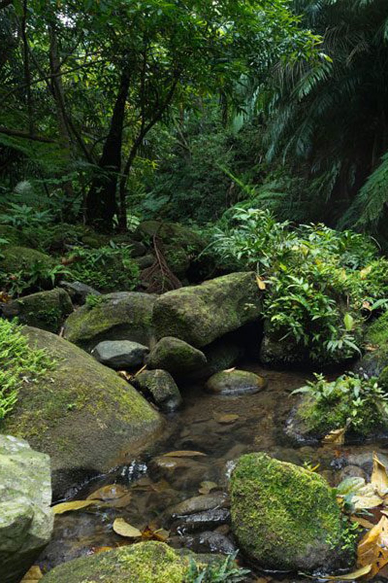 Udawatta Kele Forest Reserve